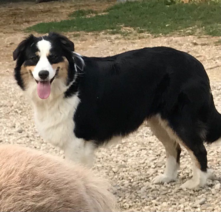 de l'éclair du diamant - CHIOTS JANVIER 2025