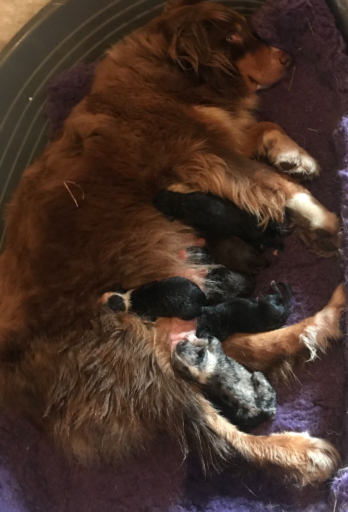 chiot Berger Australien de l'éclair du diamant