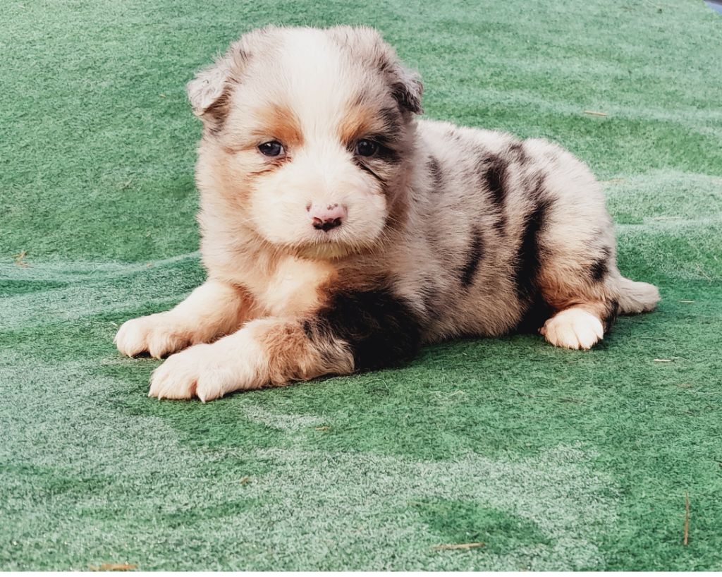 de l'éclair du diamant - Chiot disponible  - Berger Australien