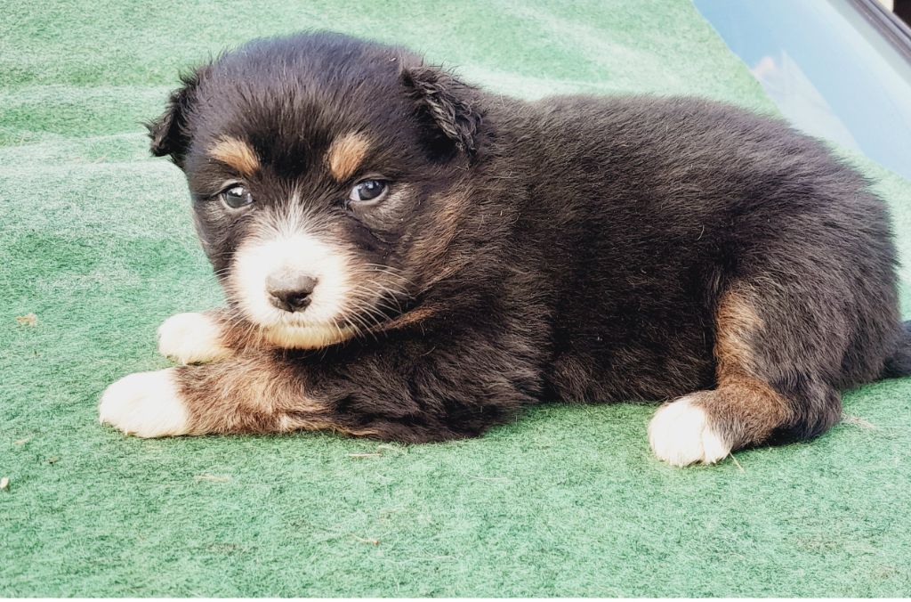 de l'éclair du diamant - Chiot disponible  - Berger Australien