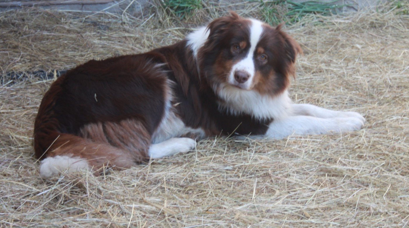 UNIQUE RED LOVE DE LECLAIR DU DIAMANT de l'éclair du diamant