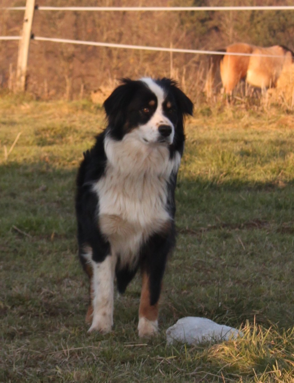 Twylight Black Beauty de l'éclair du diamant