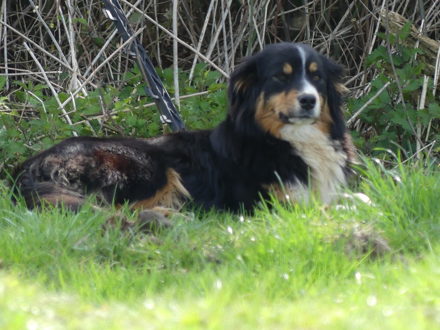 Vadrouille miss l'arsouille de l'éclair du diamant