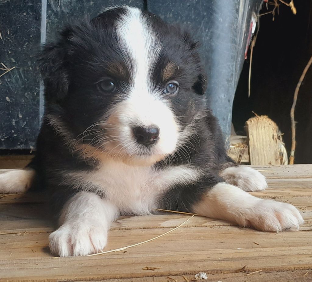 de l'éclair du diamant - Chiots disponibles - Berger Australien