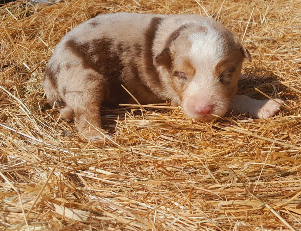 de l'éclair du diamant - Chiots disponibles - Berger Australien