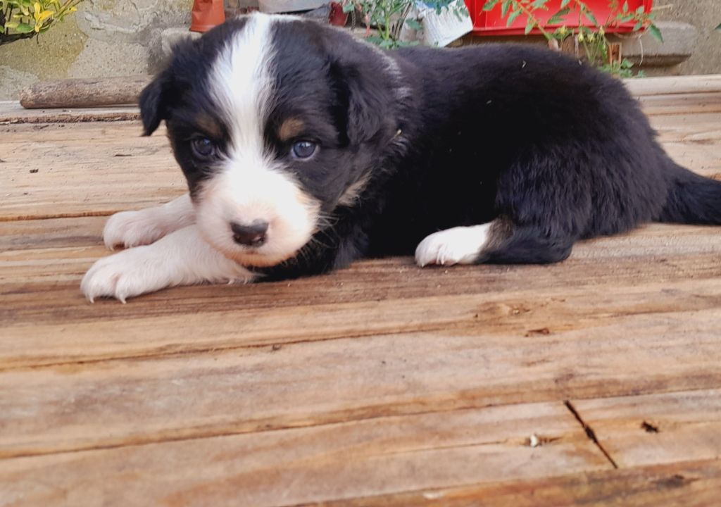 de l'éclair du diamant - Chiots disponibles - Berger Australien