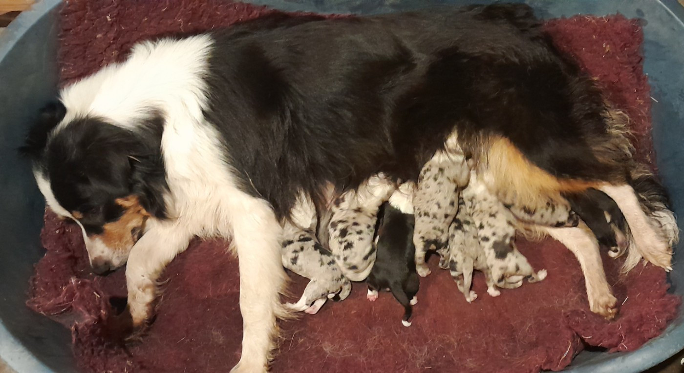 Chiot Berger Australien de l'éclair du diamant