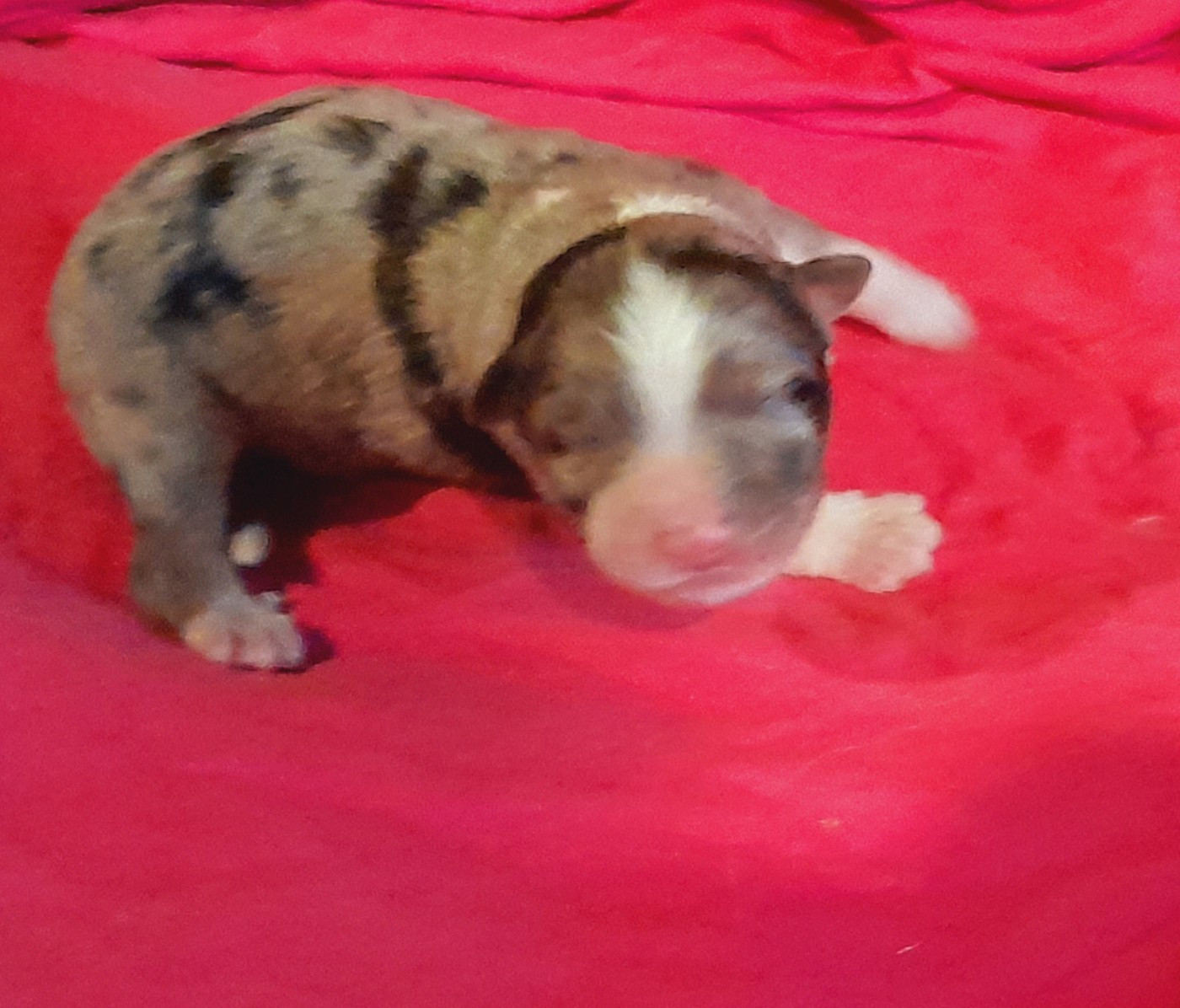 de l'éclair du diamant - Chiots disponibles - Berger Australien