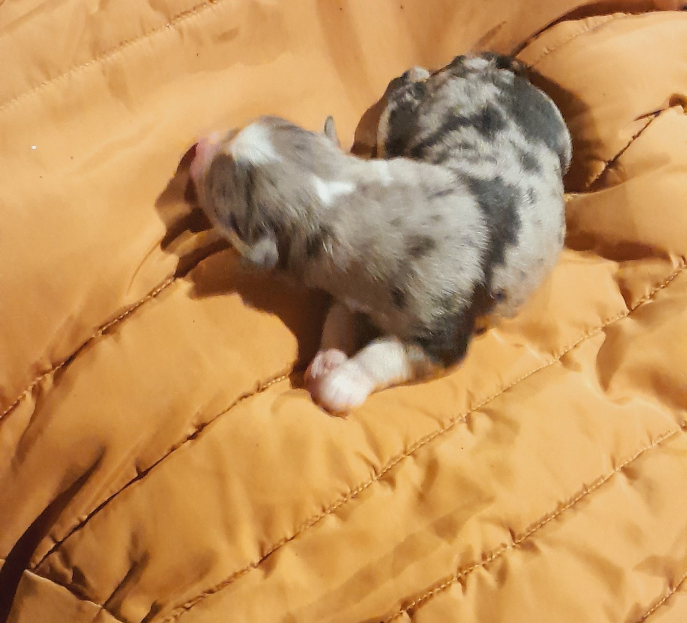de l'éclair du diamant - Chiots disponibles - Berger Australien