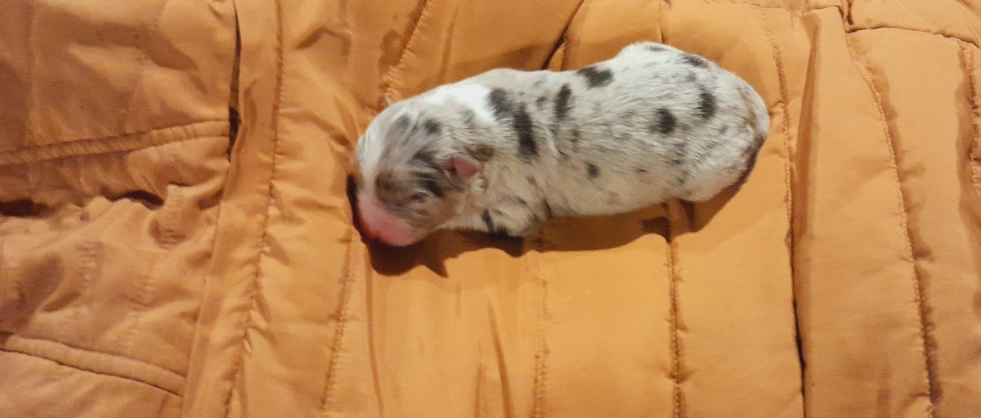 de l'éclair du diamant - Chiots disponibles - Berger Australien