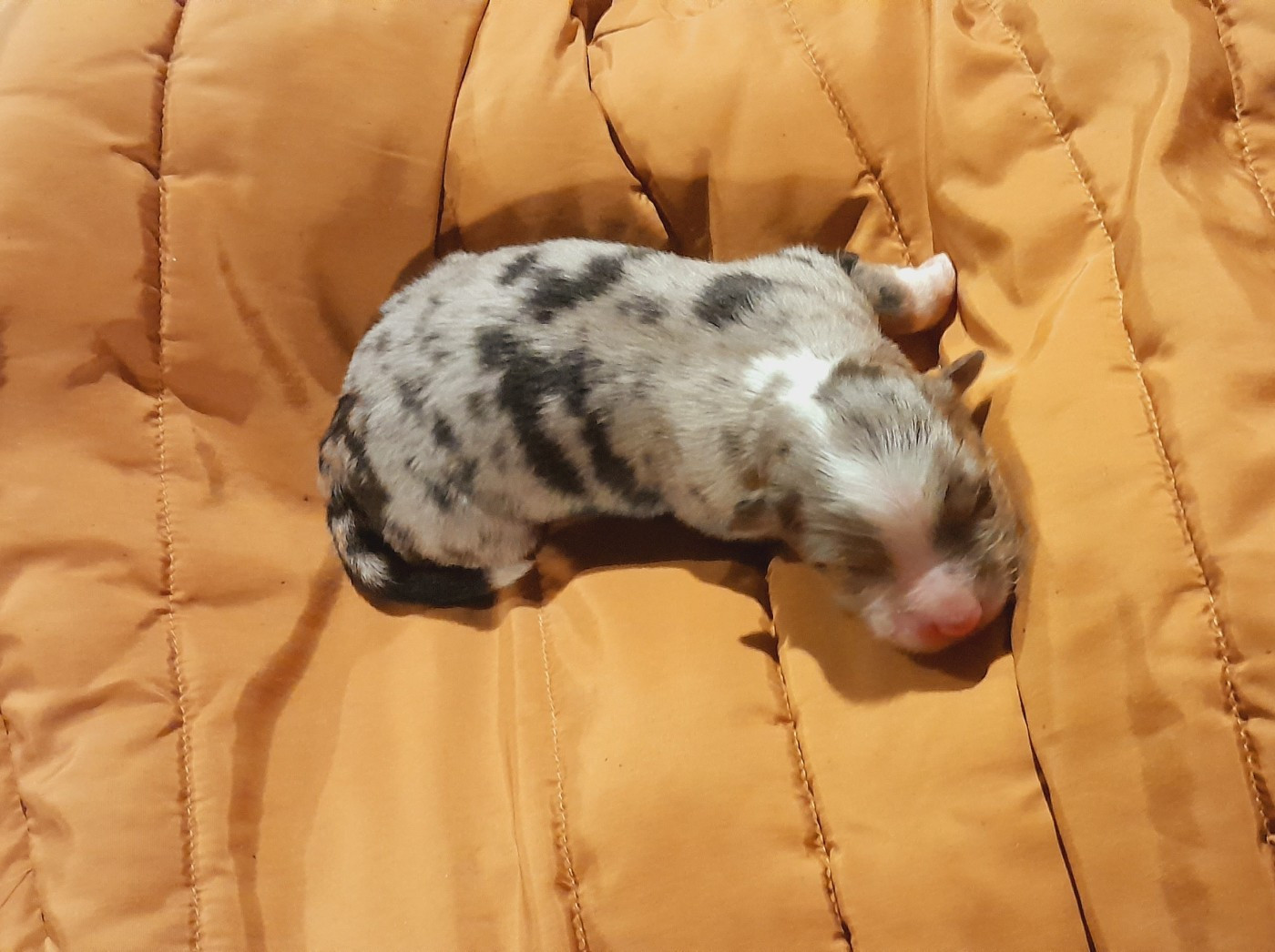 de l'éclair du diamant - Chiots disponibles - Berger Australien