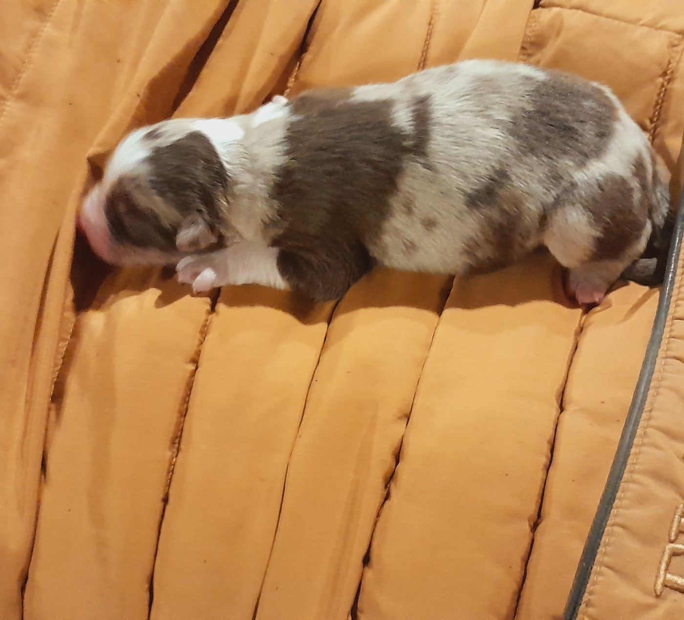 de l'éclair du diamant - Chiots disponibles - Berger Australien