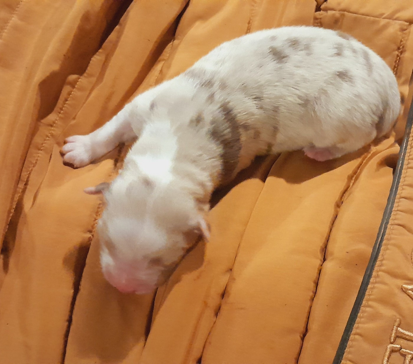 de l'éclair du diamant - Chiots disponibles - Berger Australien