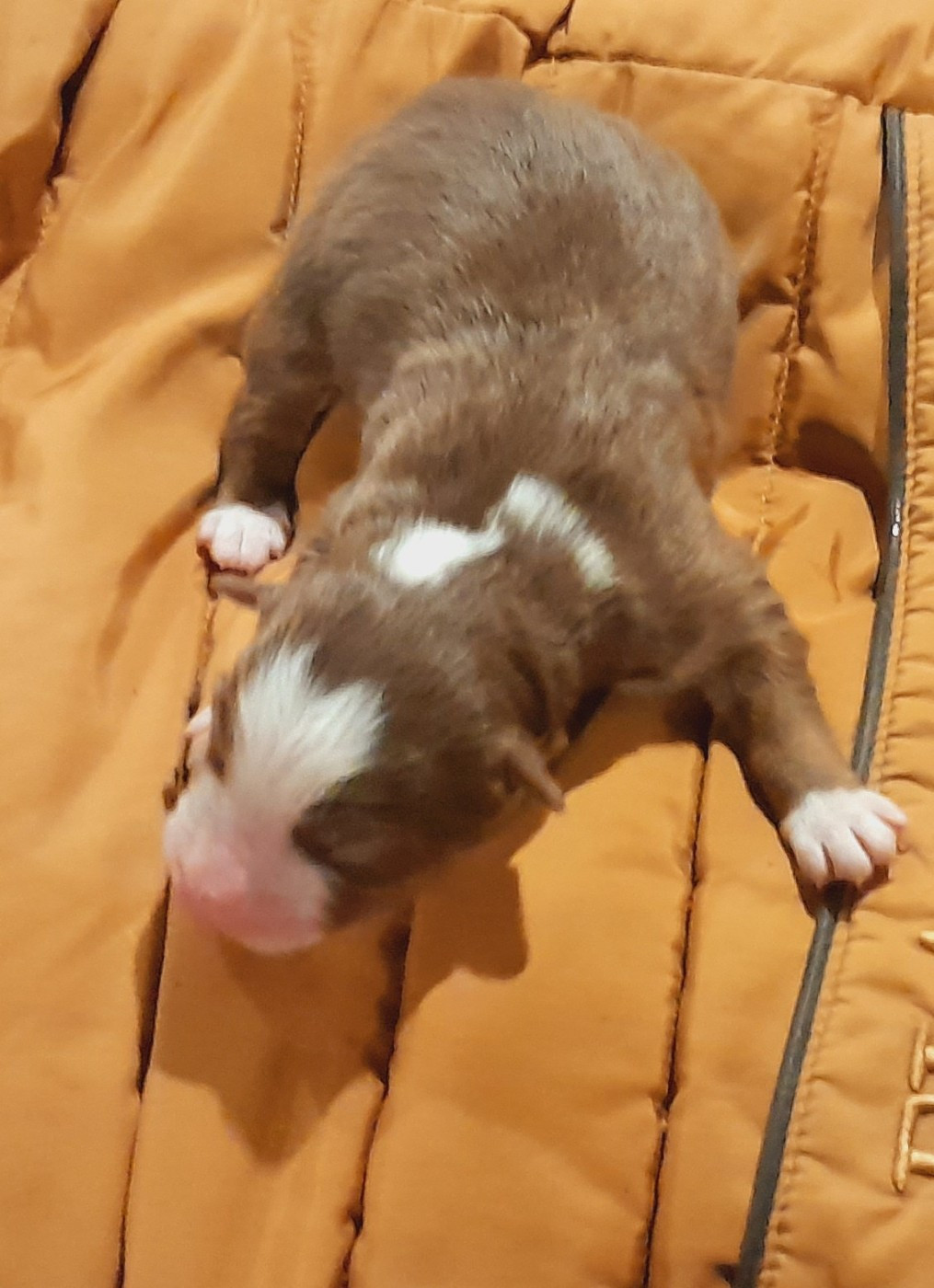 de l'éclair du diamant - Chiots disponibles - Berger Australien