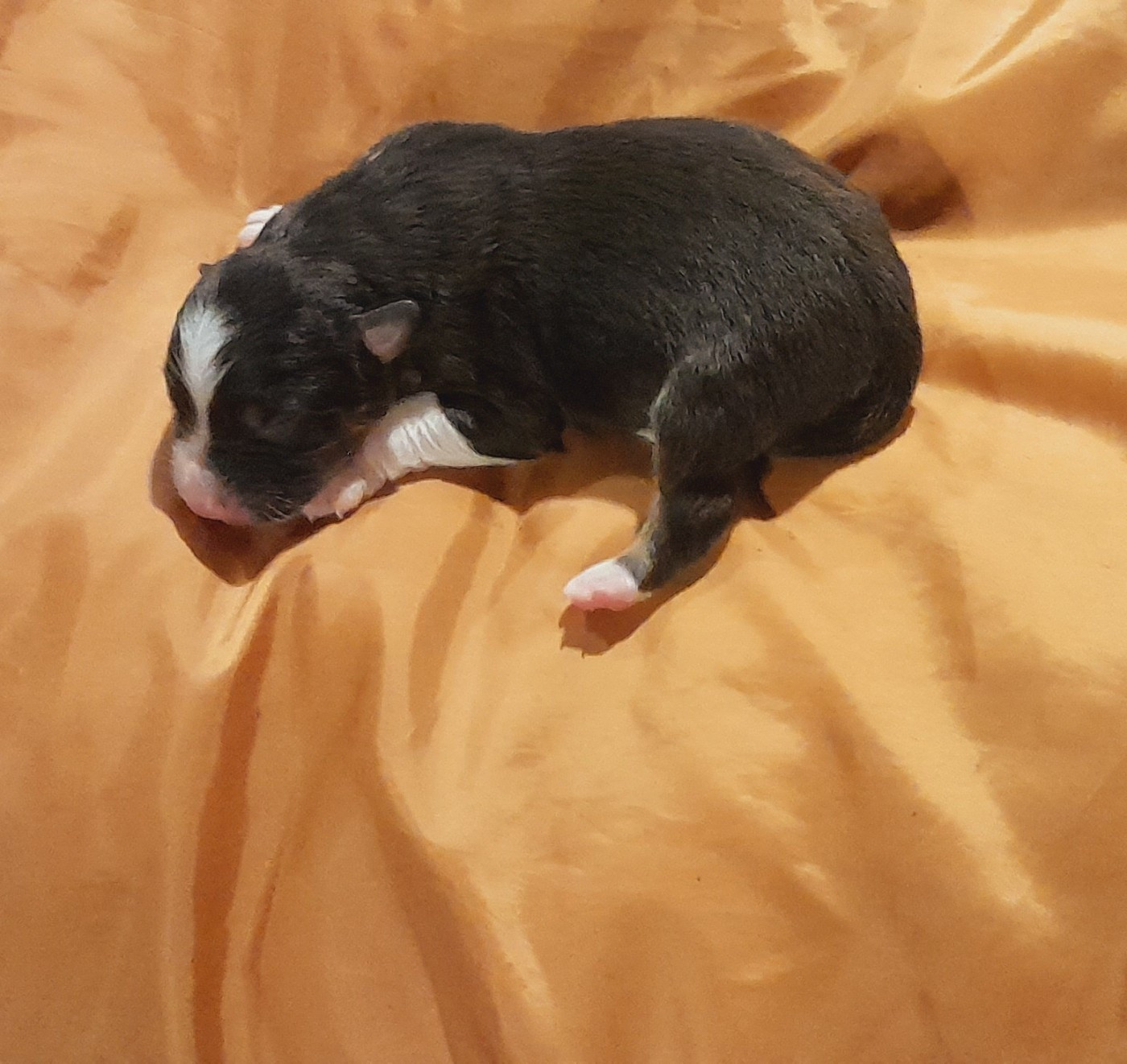 de l'éclair du diamant - Chiots disponibles - Berger Australien
