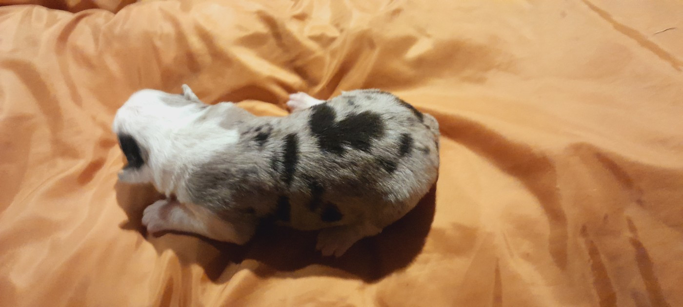 de l'éclair du diamant - Chiots disponibles - Berger Australien