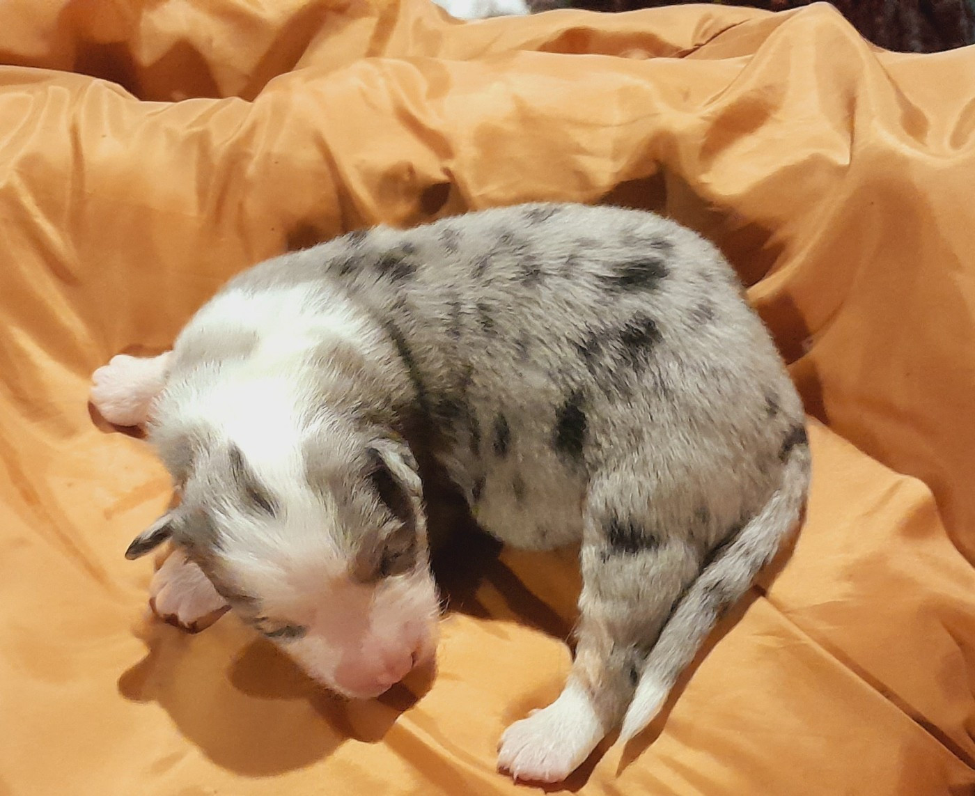de l'éclair du diamant - Chiots disponibles - Berger Australien