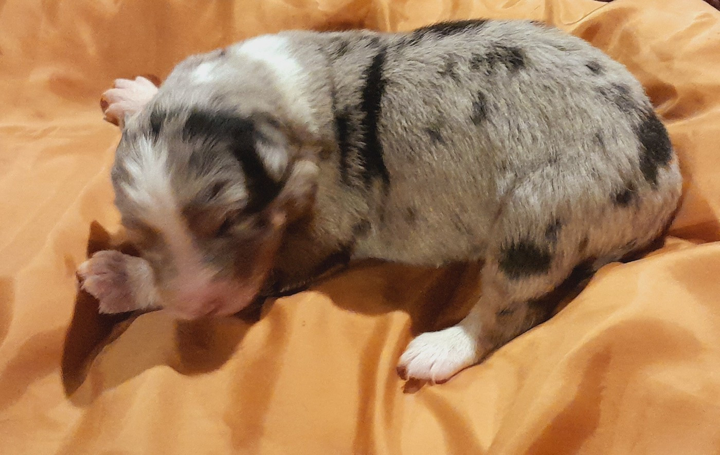 de l'éclair du diamant - Chiots disponibles - Berger Australien