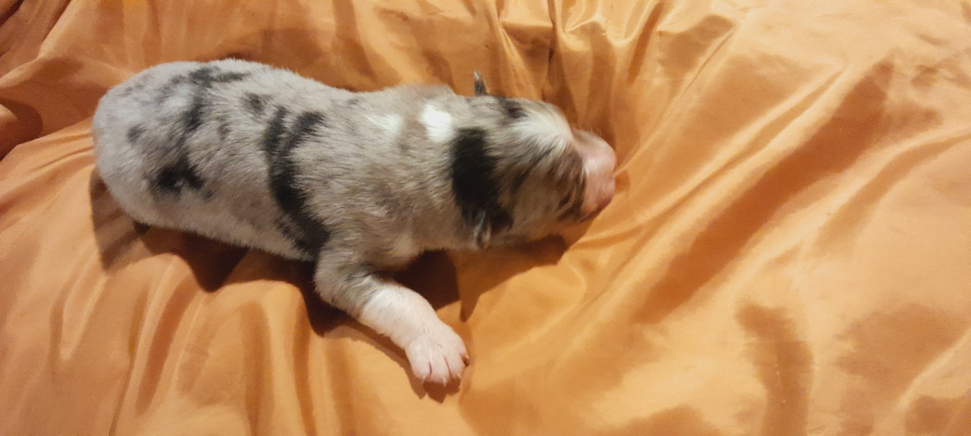 de l'éclair du diamant - Chiots disponibles - Berger Australien