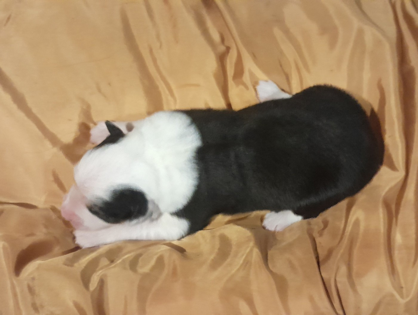 de l'éclair du diamant - Chiots disponibles - Berger Australien