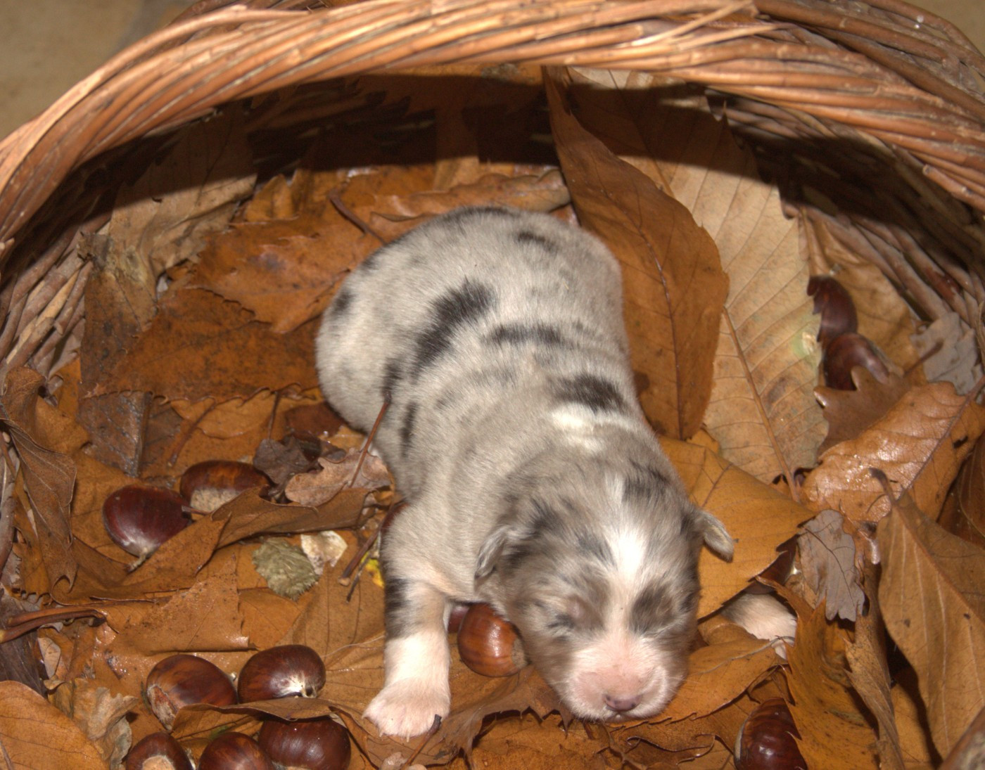 de l'éclair du diamant - Chiots disponibles - Berger Australien