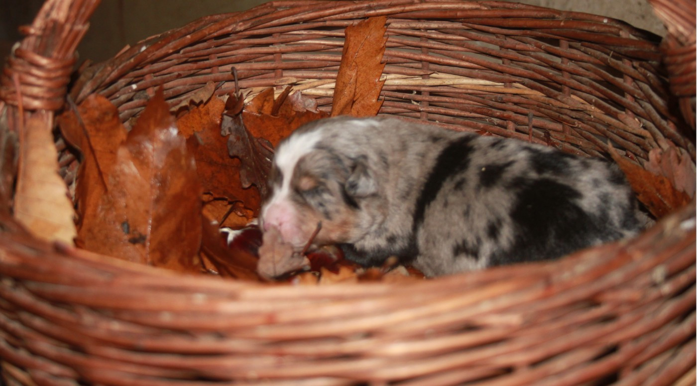 de l'éclair du diamant - Chiots disponibles - Berger Australien