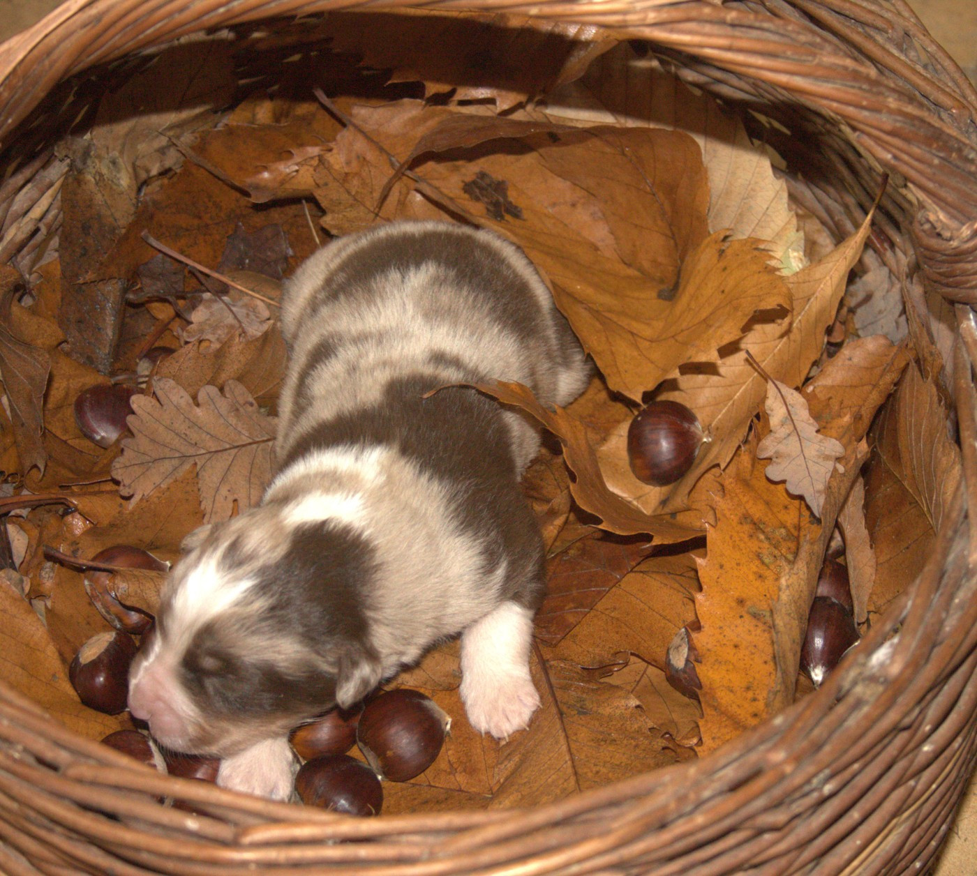 de l'éclair du diamant - Chiots disponibles - Berger Australien