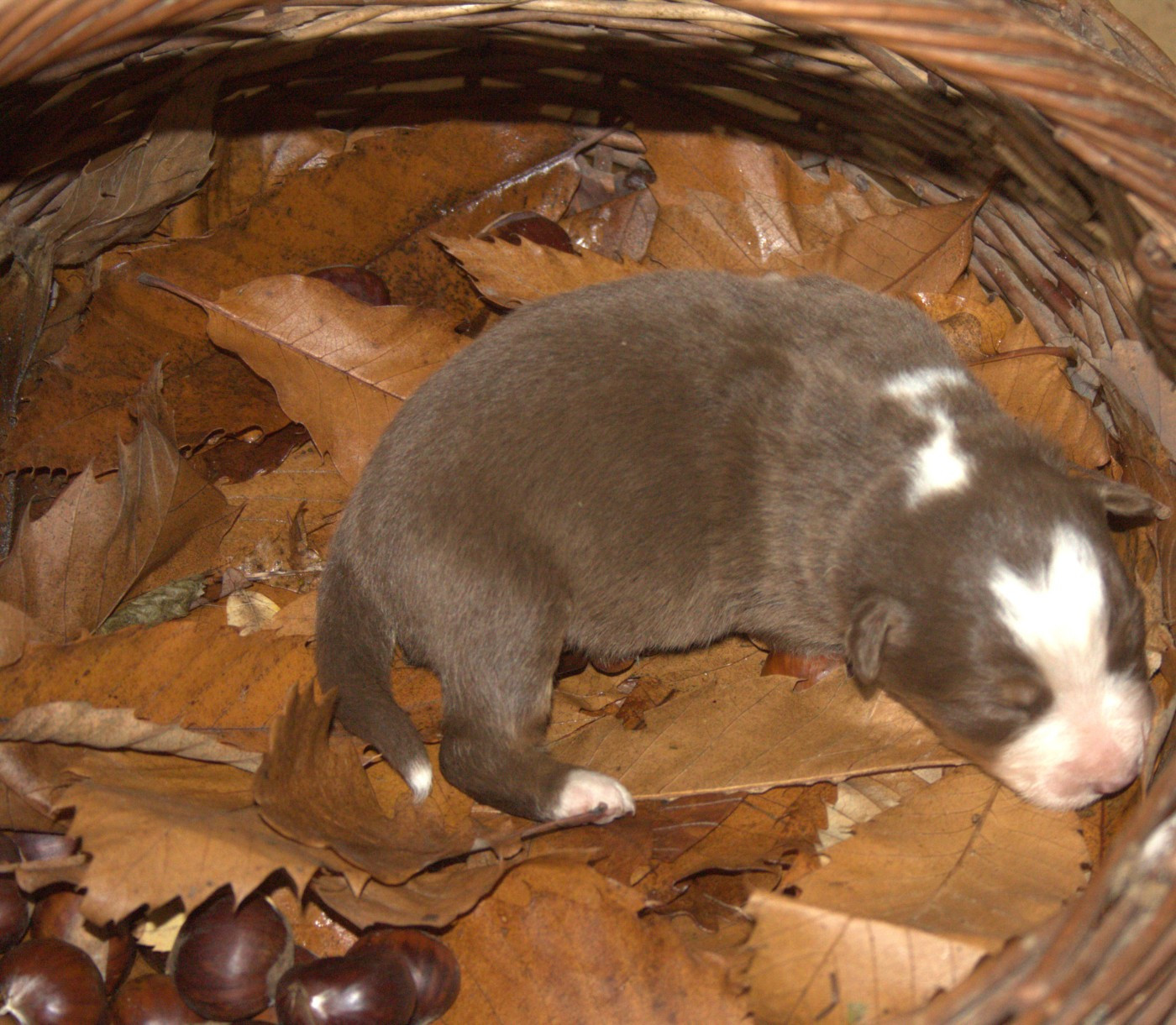 de l'éclair du diamant - Chiots disponibles - Berger Australien