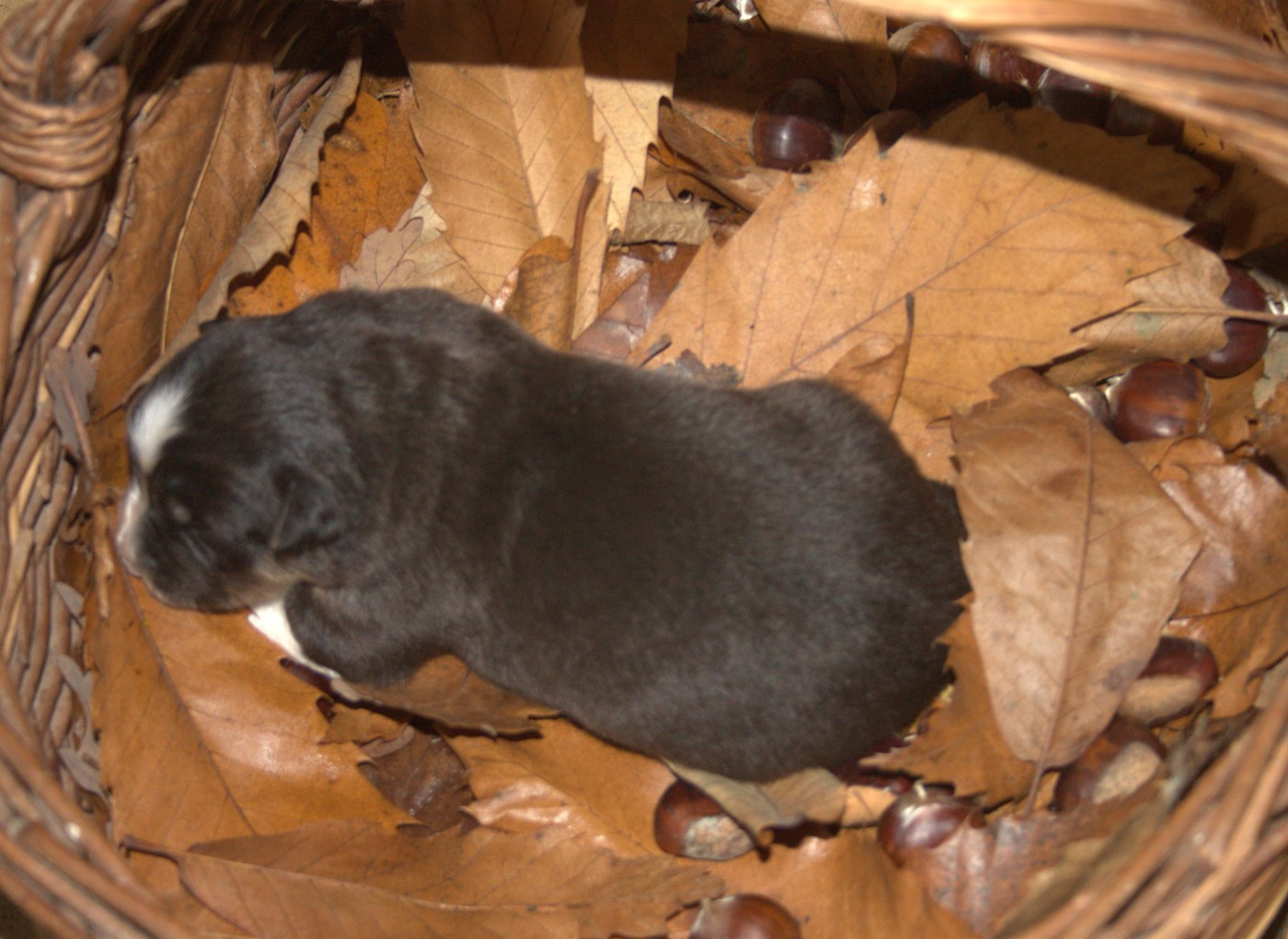 de l'éclair du diamant - Chiots disponibles - Berger Australien