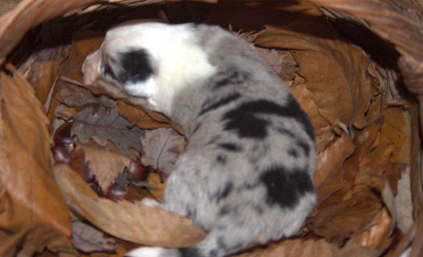 de l'éclair du diamant - Chiots disponibles - Berger Australien