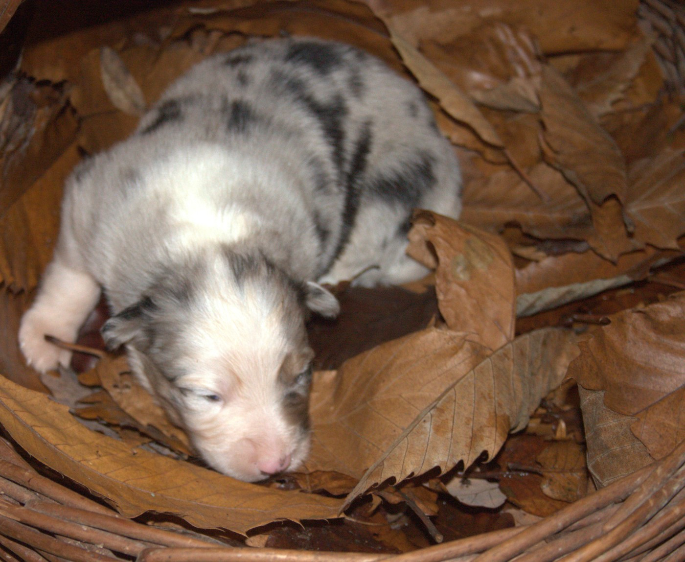 de l'éclair du diamant - Chiots disponibles - Berger Australien