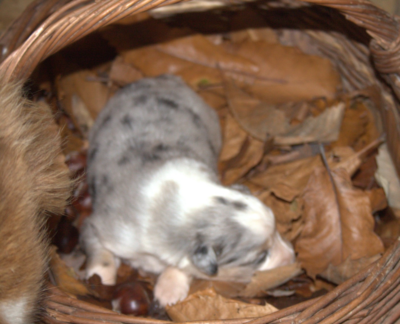de l'éclair du diamant - Chiots disponibles - Berger Australien