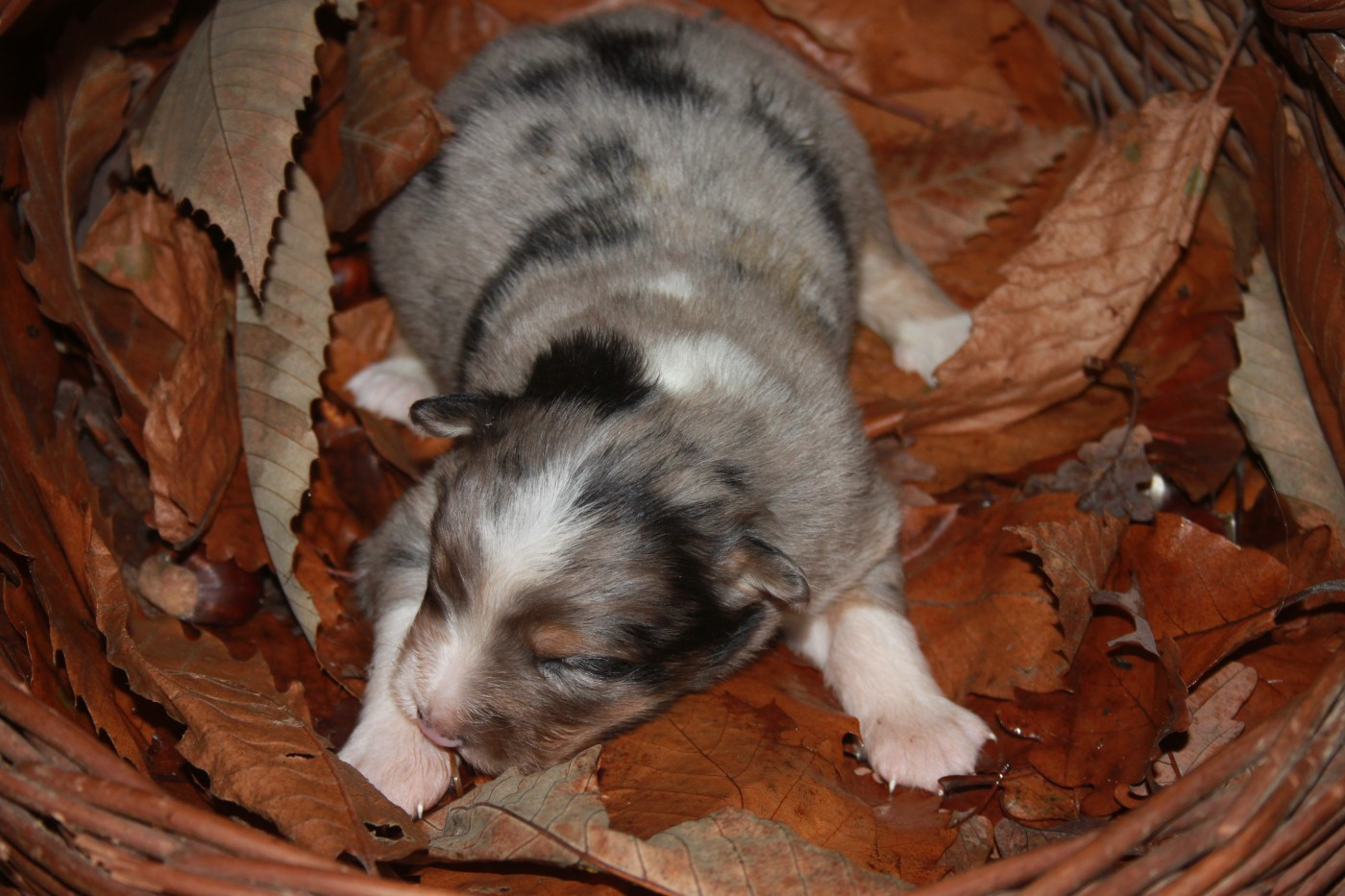 de l'éclair du diamant - Chiots disponibles - Berger Australien