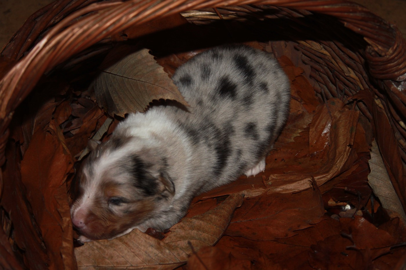 de l'éclair du diamant - Chiots disponibles - Berger Australien