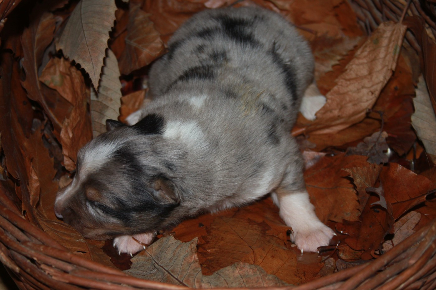 de l'éclair du diamant - Chiots disponibles - Berger Australien