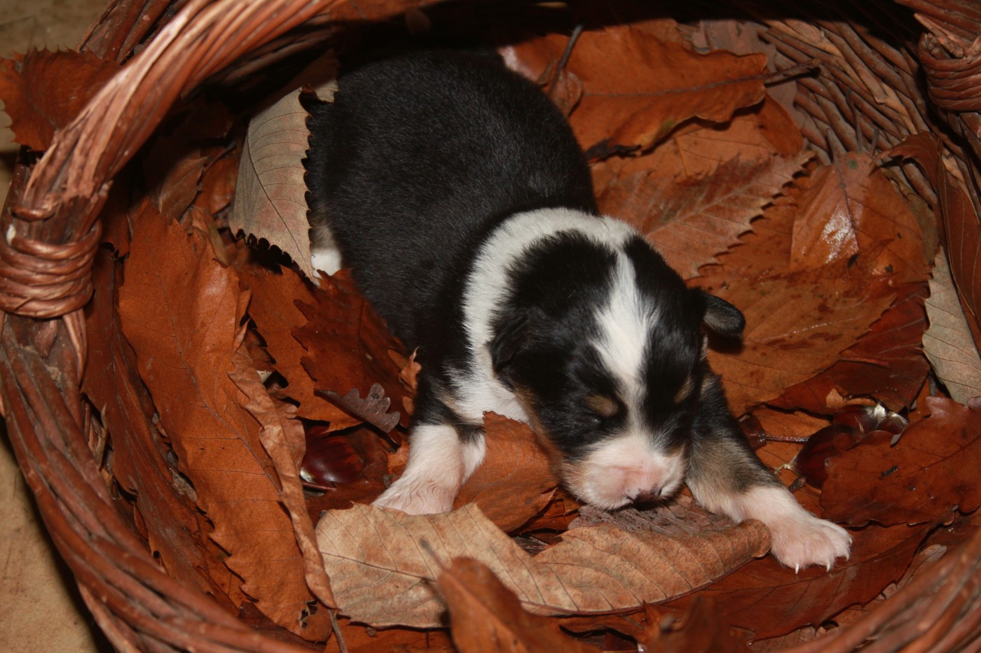de l'éclair du diamant - Chiots disponibles - Berger Australien