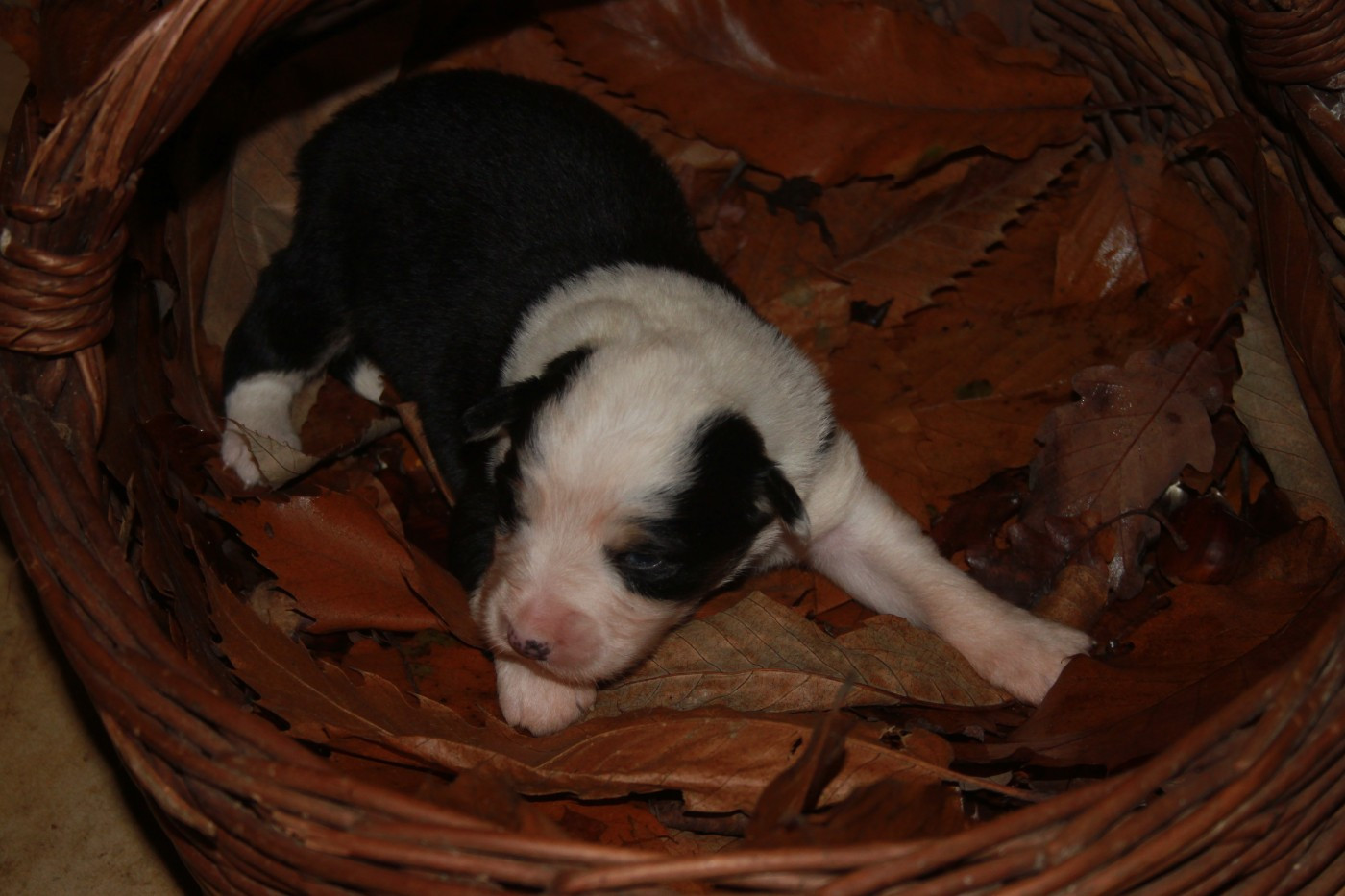 de l'éclair du diamant - Chiots disponibles - Berger Australien