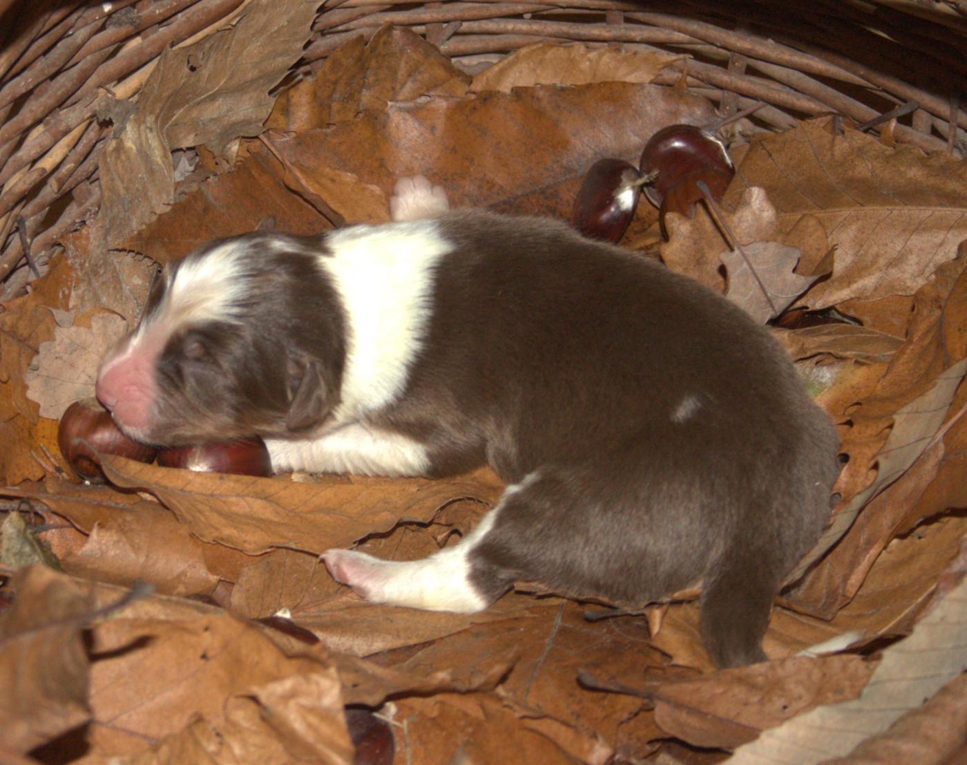 de l'éclair du diamant - Chiots disponibles - Berger Australien