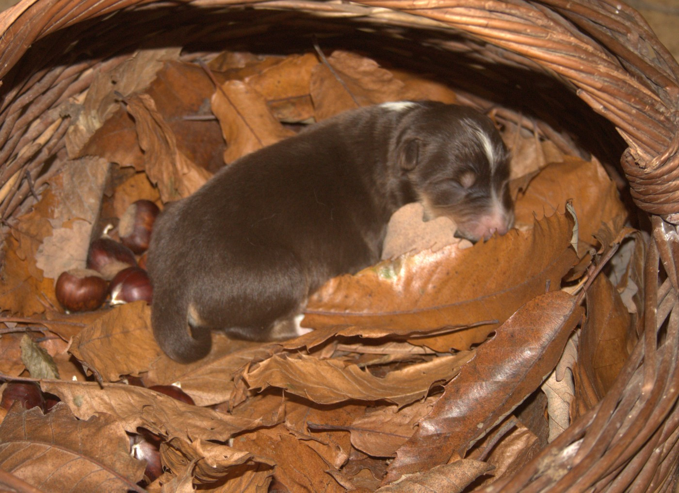 de l'éclair du diamant - Chiots disponibles - Berger Australien