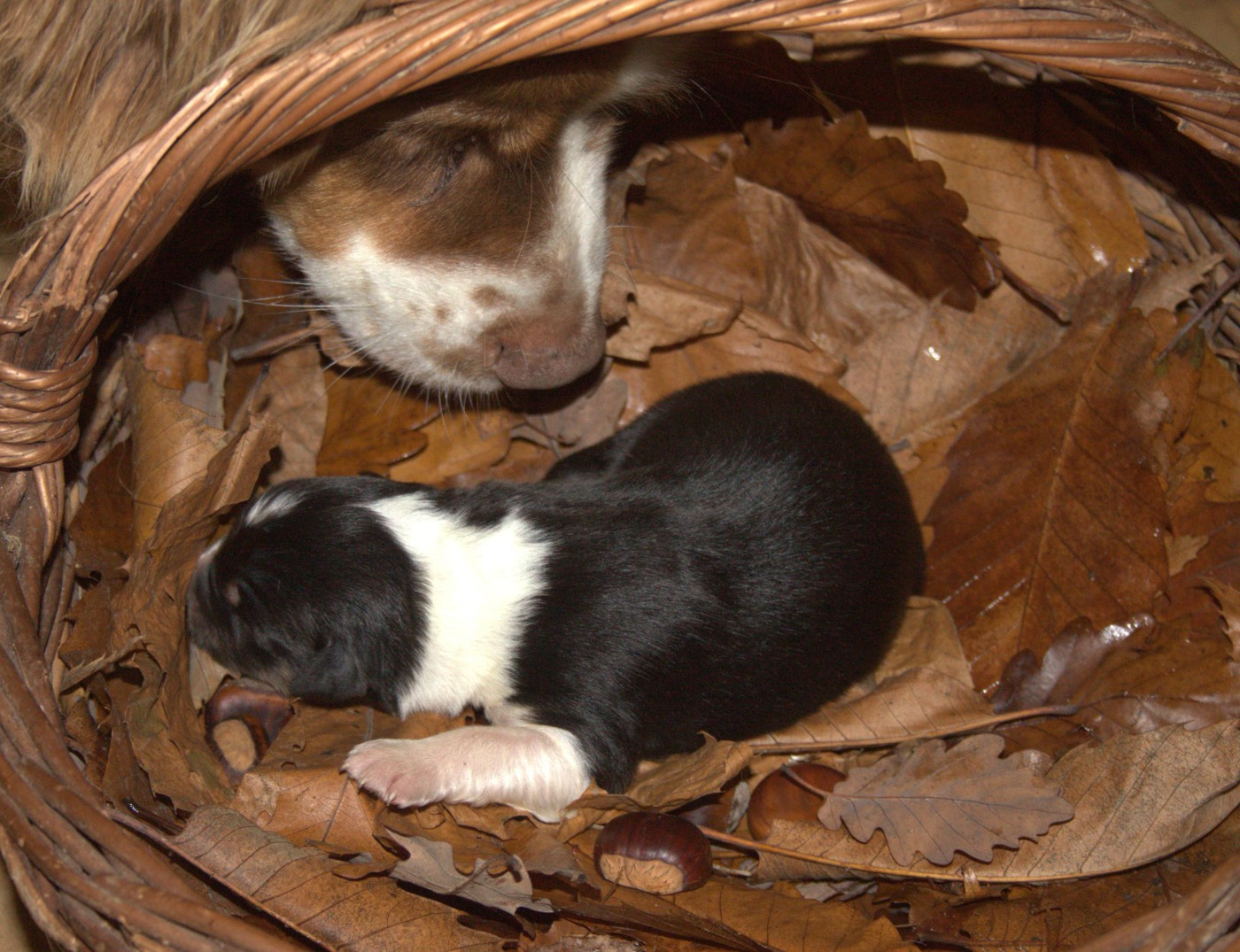 de l'éclair du diamant - Chiots disponibles - Berger Australien