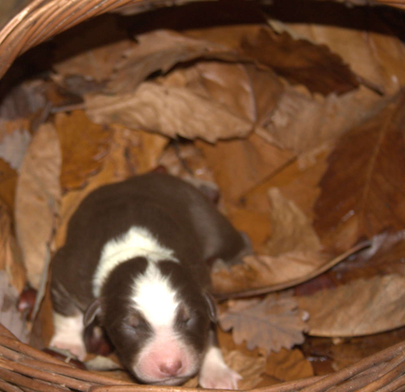 de l'éclair du diamant - Chiots disponibles - Berger Australien