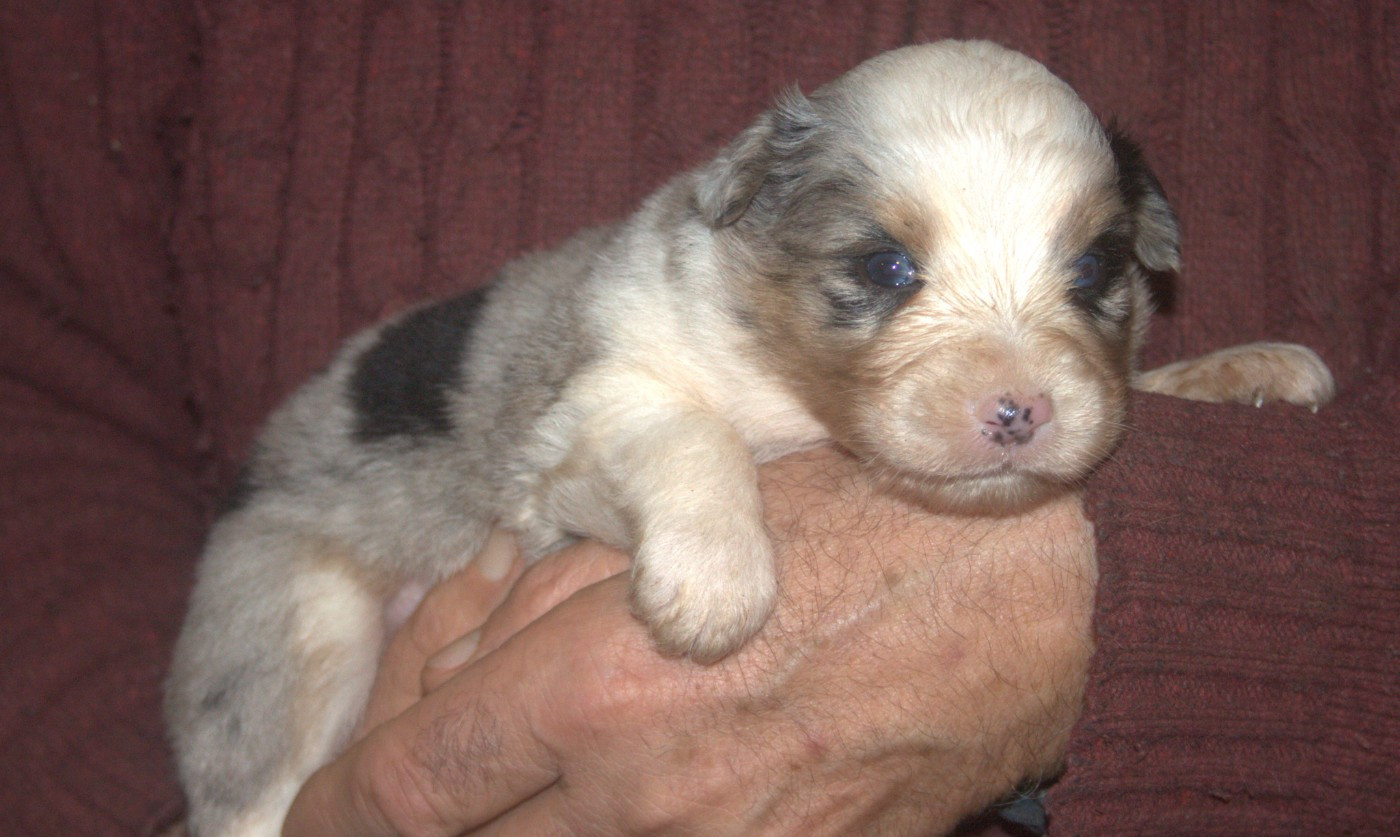 de l'éclair du diamant - Chiots disponibles - Berger Australien