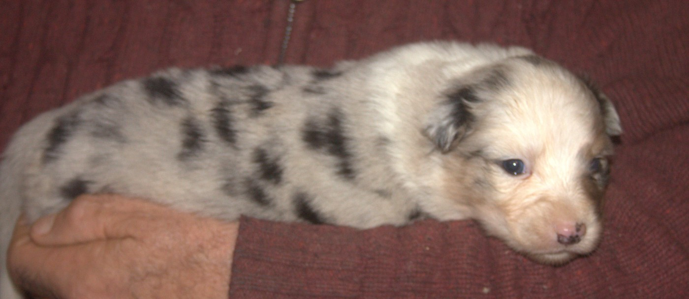 de l'éclair du diamant - Chiots disponibles - Berger Australien