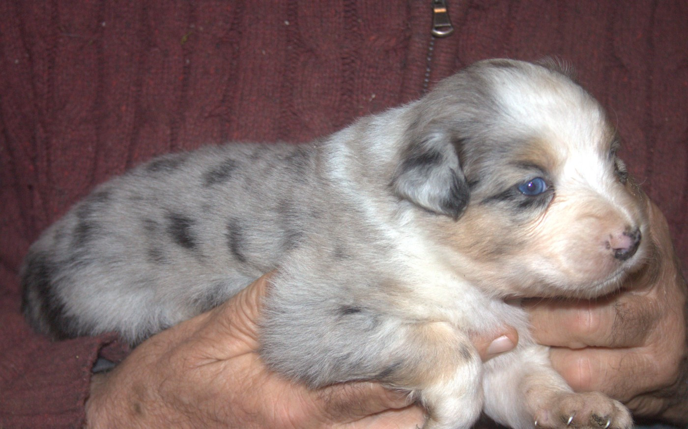 de l'éclair du diamant - Chiots disponibles - Berger Australien