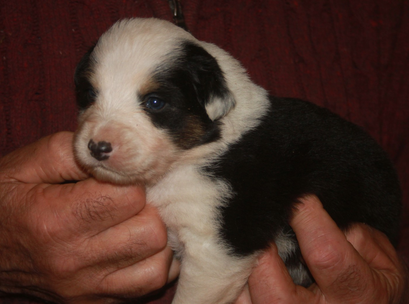 de l'éclair du diamant - Chiots disponibles - Berger Australien