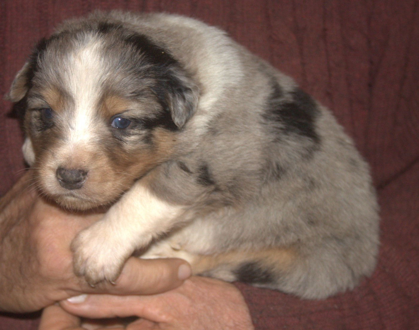 de l'éclair du diamant - Chiots disponibles - Berger Australien