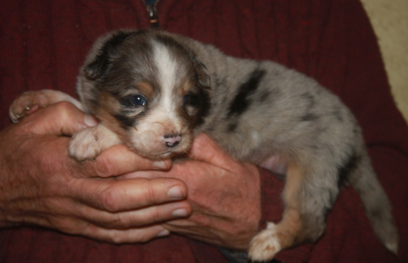 de l'éclair du diamant - Chiots disponibles - Berger Australien