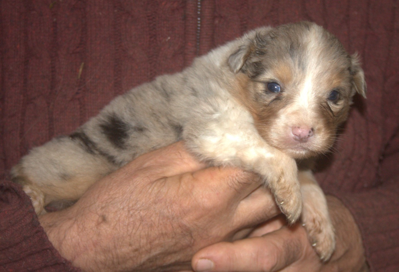 de l'éclair du diamant - Chiots disponibles - Berger Australien
