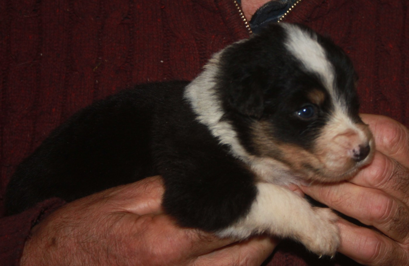 de l'éclair du diamant - Chiots disponibles - Berger Australien