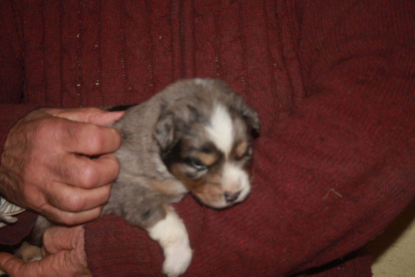 de l'éclair du diamant - Chiots disponibles - Berger Australien